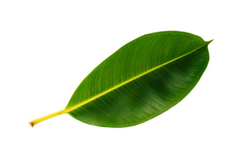 Obraz premium Tropical green leaf isolated on white background with clipping path.