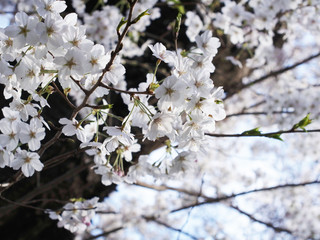 満開の桜の花