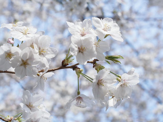 満開の桜の花