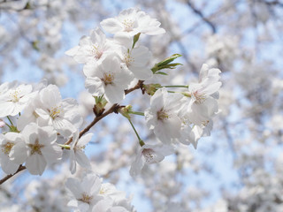 満開の桜の花