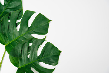 Monstera green leaf isolated on white background in flat lay style and top view.