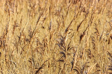 Long grass on the meadow in summertime windy weather