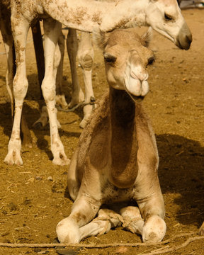 Camels at the Local cattle market in Agades, Air, Niger