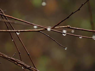 Water Drops on Nude Tree Branches