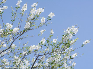 春の花　利休梅