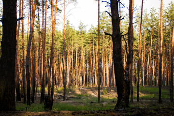 Beautiful picture of a pine forest at sunset