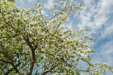 Spring apple tree against blue sky background