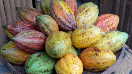 Cocoa fruit pods in hues of red, yellow and green. The seeds, known as cocoa beans, are the basic ingredient to make chocolate.