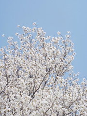 満開の桜の花