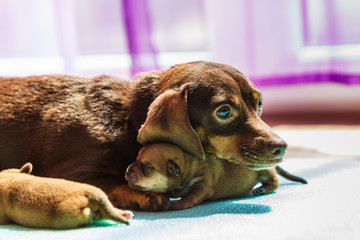 Little dachshund dogs puppies newborns