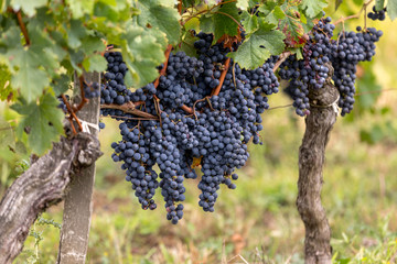 Close up of red merlot grapes in vineyard. St Emilion, Gironde, Aquitaine. France