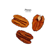 Pecans, hand draw sketch vector.