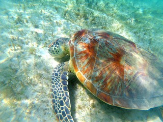 Obraz premium Tortue verte (chelonia mydas) qui broute 