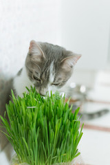 Cat loves greens