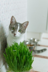 Cat loves greens