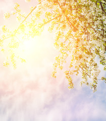 Obraz na płótnie Canvas Spring flowers against sky, spring health background