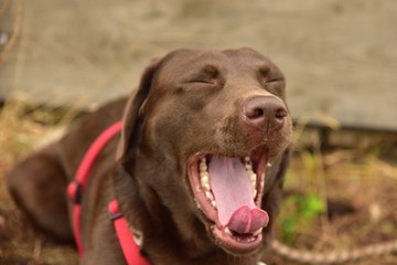 Obraz premium Gähnender Hund Labrador