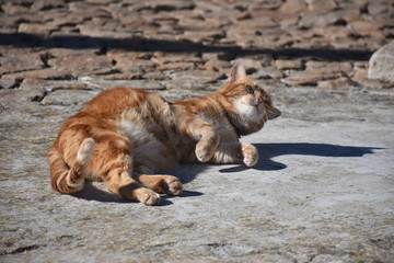 Naklejka premium Portrait of the cat relaxing in the sunlight