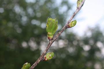 branch with buds