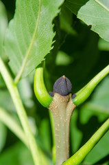 Fraxinus excelsior, black bud