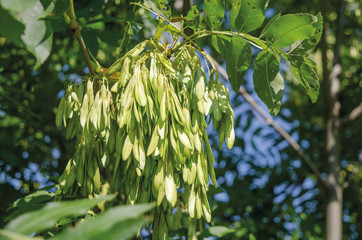 Fraxinus excelsior samaras