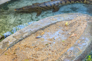 Big nile alligator in the small pool