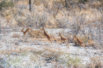 damara dik dik in Namibia