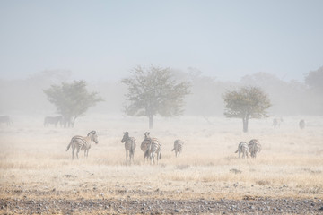 Naklejka na ściany i meble zebras in Namibia