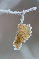 Nature en hivers