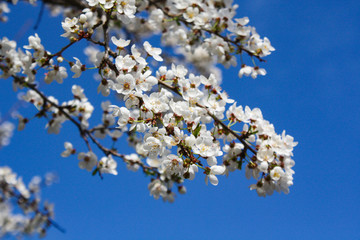 flowers in spring