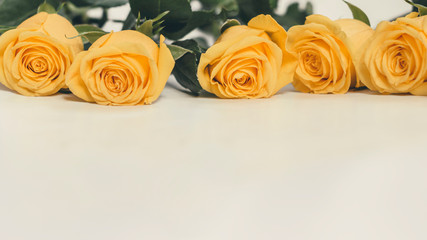 natural floral background yellow rose closeup