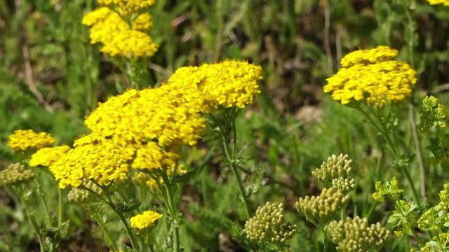 A steady close up of wild yellow yellow flowers Achillea filipendulina and buds blowing in the wind 