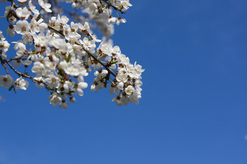 flowers in spring