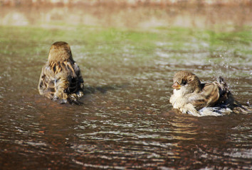 Sparrows in a puddle