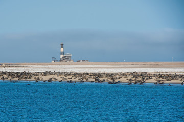 colony of sea lions and lighthouse in Namibia