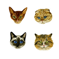Fototapeta na wymiar Set of muzzle cats on a white background. Watercolour. Hand drawn illustration. Design elements. Perfect for invitations, greeting cards, blogs, posters, prints on a white background. 