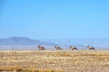 Fototapeta na wymiar herd of oryx in the Namib desert