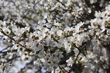 flowers of cherry