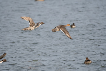Pair of pitails in Kamisu city, Ibaraki prefecture, Japan