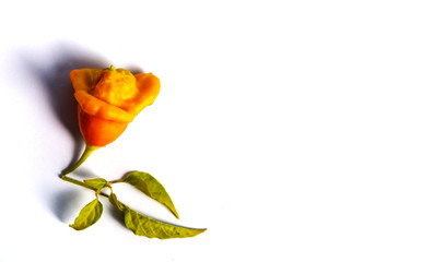 Bishop's crown flower shaped decorative pepper