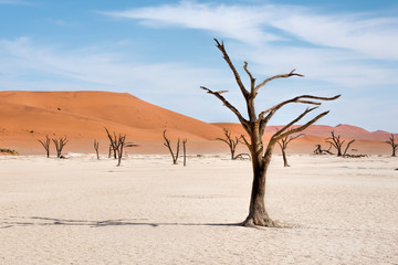 Fototapeta na wymiar Dead trees in naukluft park in Namibia