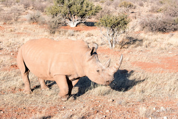 White rhino in Namibia