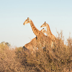 Giraffes in Namibia