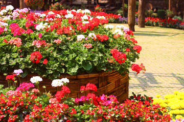 Fototapeta na wymiar Colorful flowers. Beautiful flowers at Doi Tung royal villa. Take a picture from Chiangrai Province, Thailand.