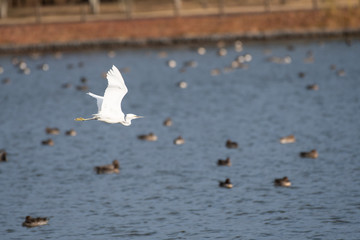Little egret flying in Kamisu city, Ibaraki prefecture, Japan