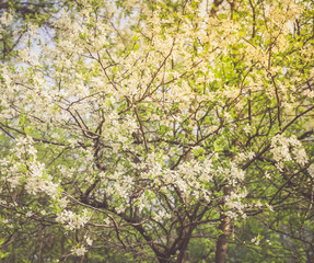 Fototapeta na wymiar Spring Cherry blossoms in full bloom