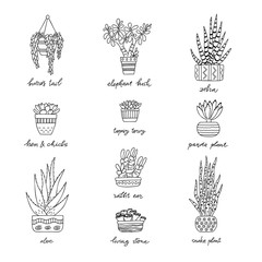 House Plants in decorative pots with a handwritten title. Hand drawn Succulent set