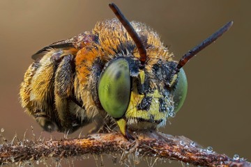 The extreme close up of bee macro photography