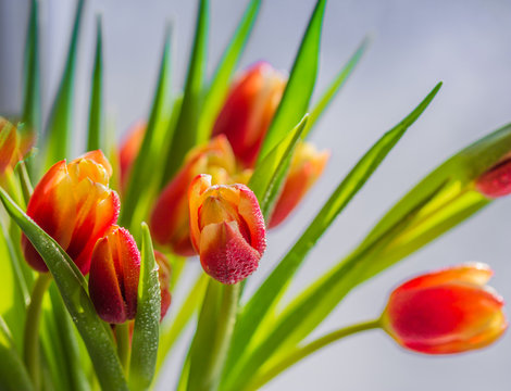 Spring, a bouquet of red tulips - image