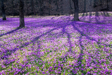 Glade in the forest, covered with crocuses, spring background © Nataliia Vyshneva